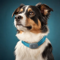 GPS Tracker für Hunde mit Halsband | PfotenChronik