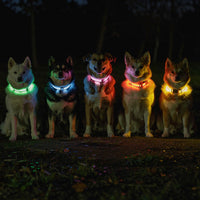 Leuchthalsband für Hunde | LED Hundehalsband | GlowHund